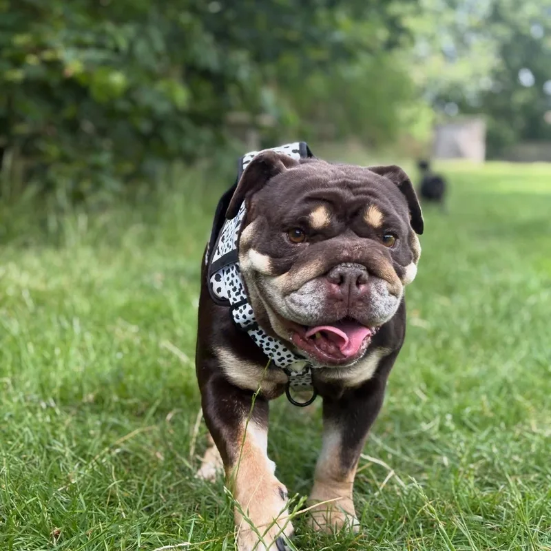 Pooch Party and Slumber project 1